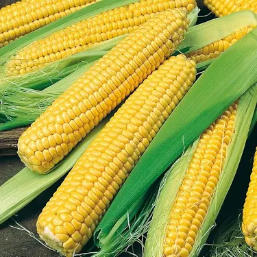 Sweet Corn Each