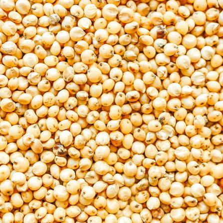 Jowar Sabut (Whole Sorghum)