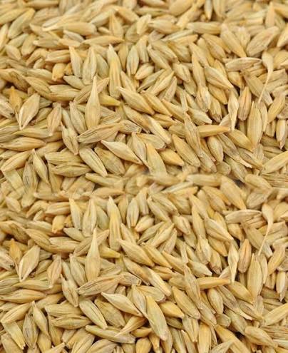 Jau Sabut (Whole Barley)