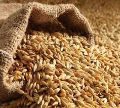 Jau Sabut (Whole Barley) – image 2