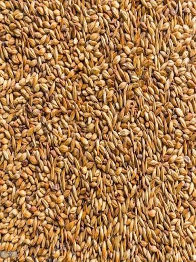 Jau Sabut (Whole Barley) – image 3