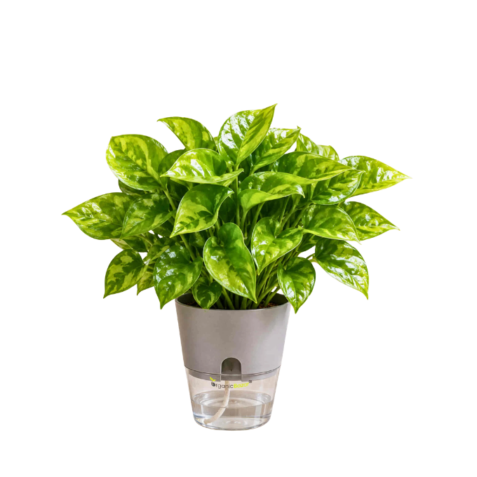 Money Plant  – image 1