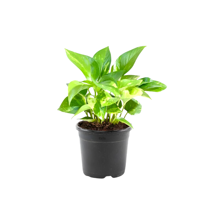 Money Plant Green 