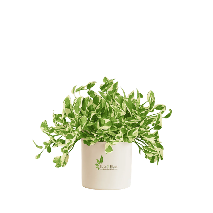Money Plant