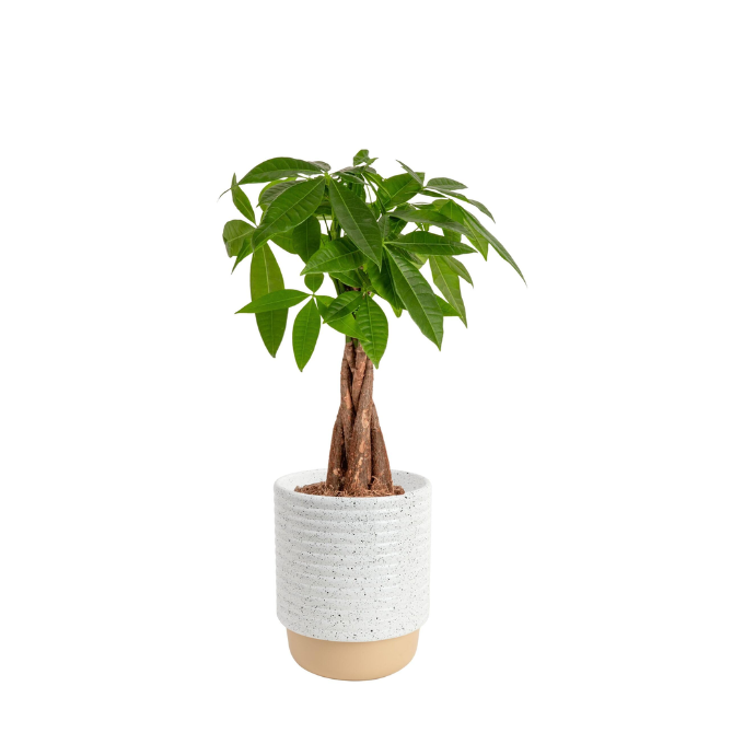 Money Plant