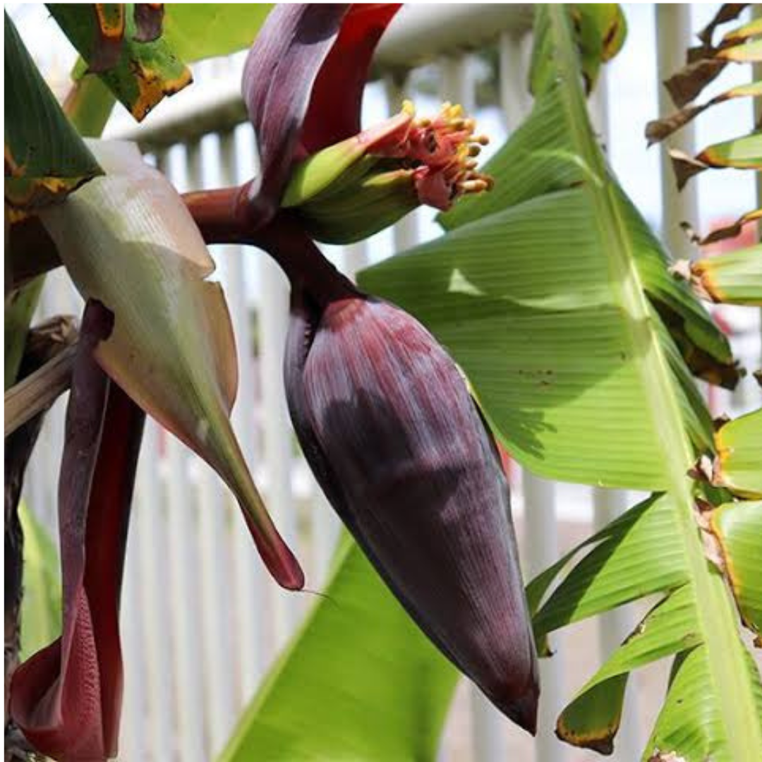 vazhakodappan (banana flower)