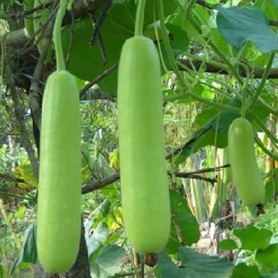 CHORAKKA ORGANIC(NADAN)