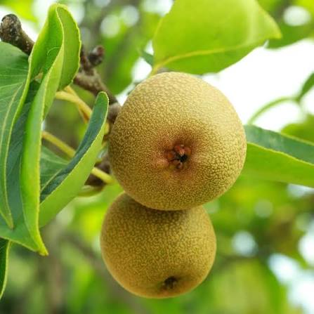 PEAR (SABARJELLY) indian