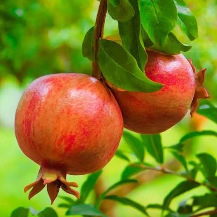 Anar Red (Pomegranate)