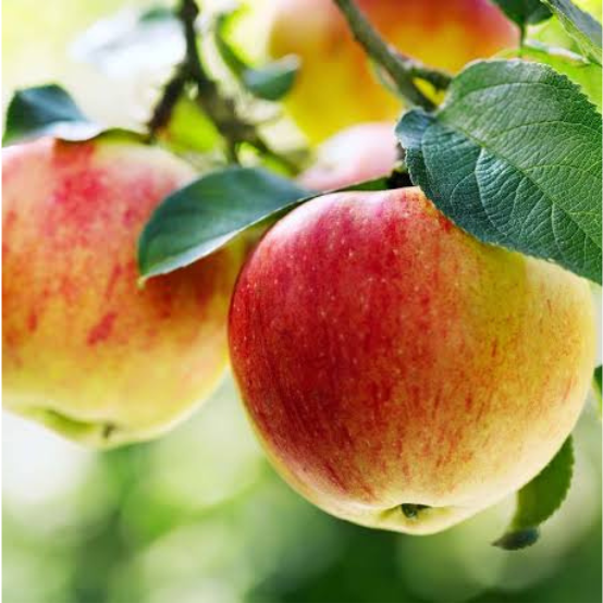 APPLE (pink lady)