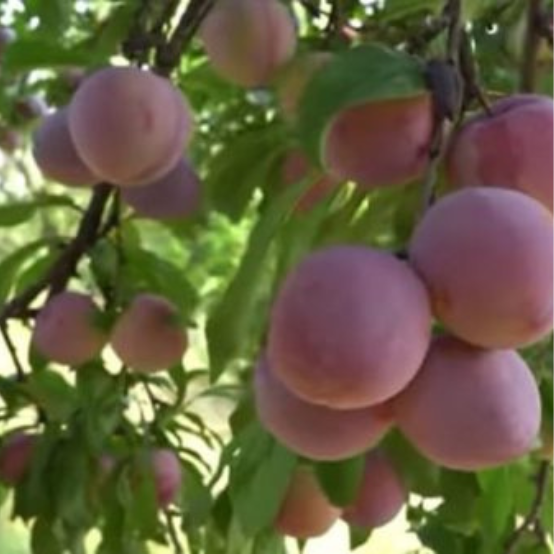 kashmir plums 