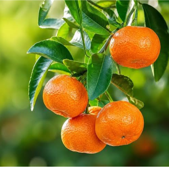 Mandrain orange  – image 1