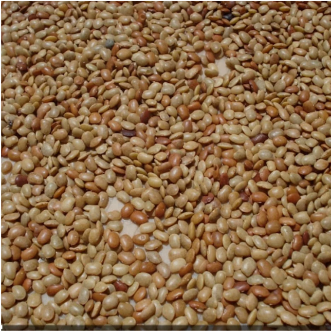 Muthira (Horse Gram)